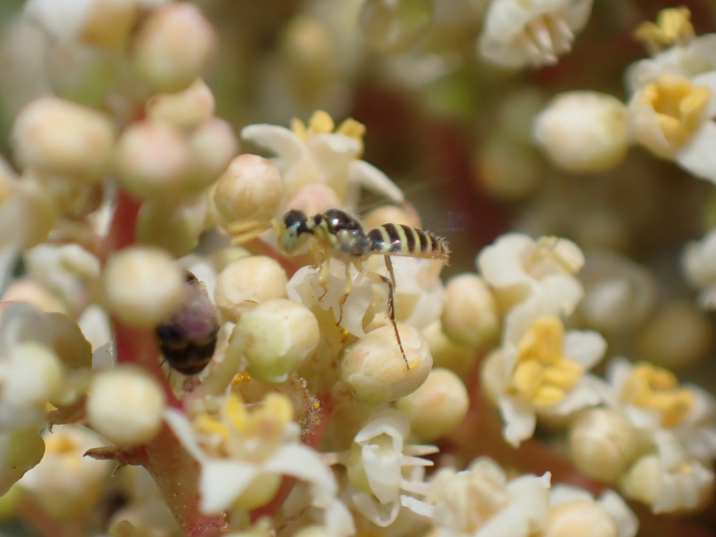 Perdita rhois (Rhus Fairy Bee), California species