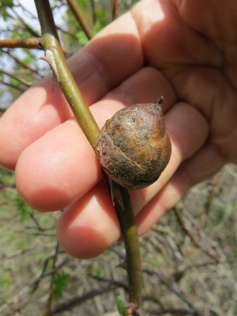 Periclistus pirata, California species
