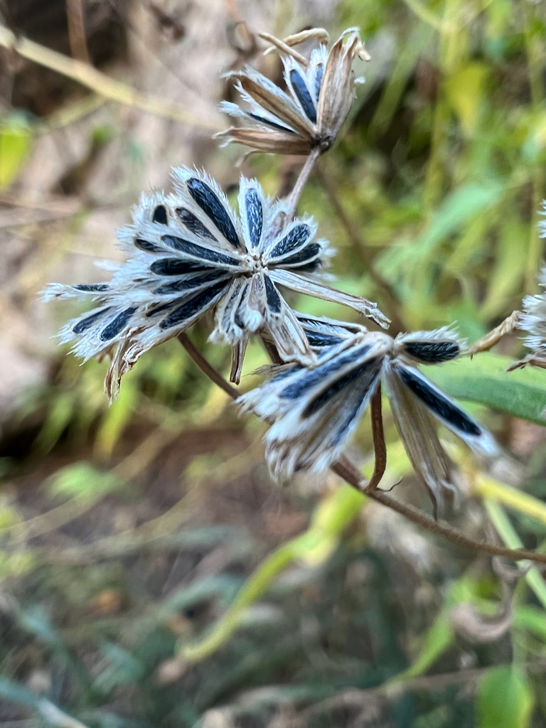 Pericome caudata (Mountain tail leaf), native California subshrub
