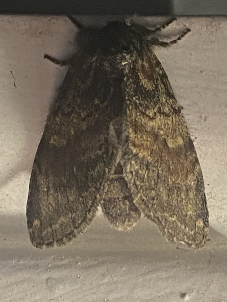 Peridea ferruginea (Chocolate Prominent), California species