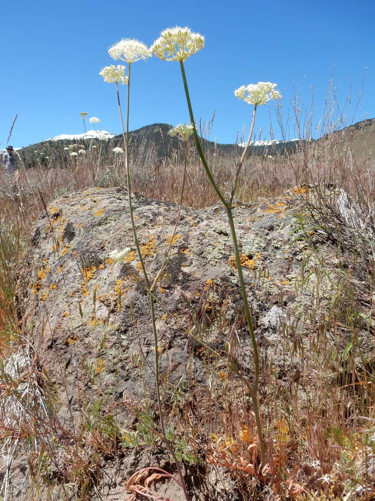 Perideridia bolanderi (Bolander's yampah), native California herb