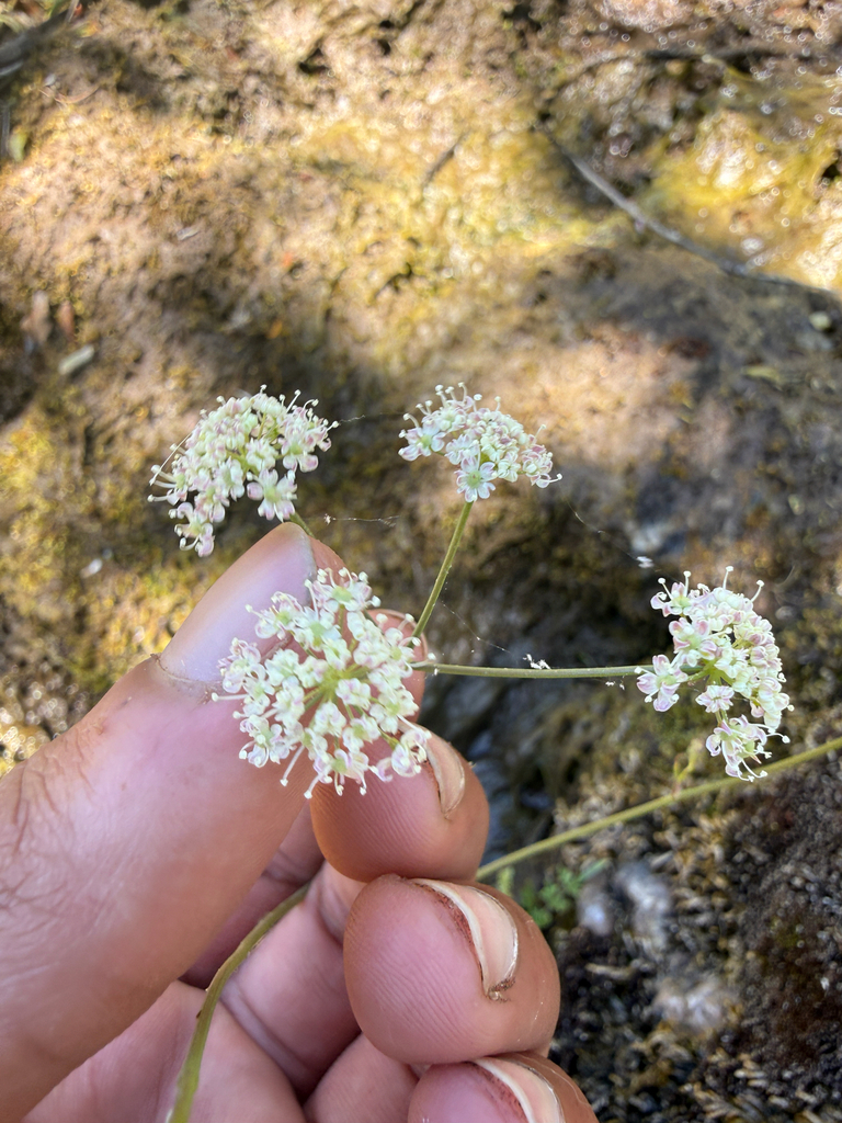 Perideridia californica (California yampah), native California herb