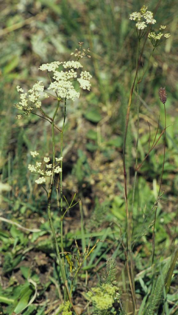 Perideridia gairdneri (Gairdner's yampah), native California herb