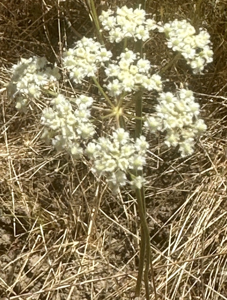 Perideridia kelloggii (Kellogg's yampah), native California herb