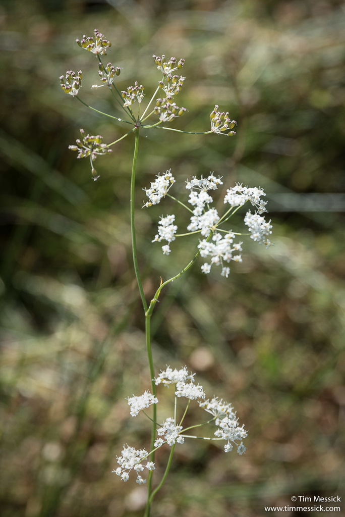 Perideridia lemmonii (Lemmon's yampah), native California herb