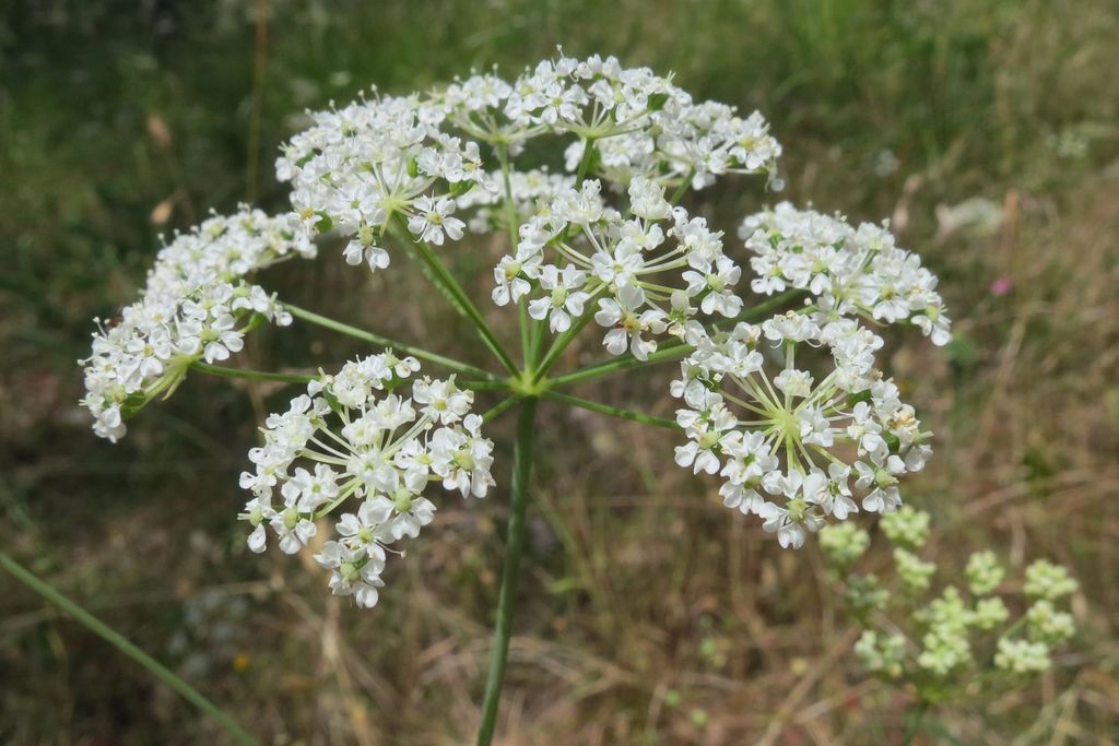 Perideridia oregana (Oregon yampah), native California herb