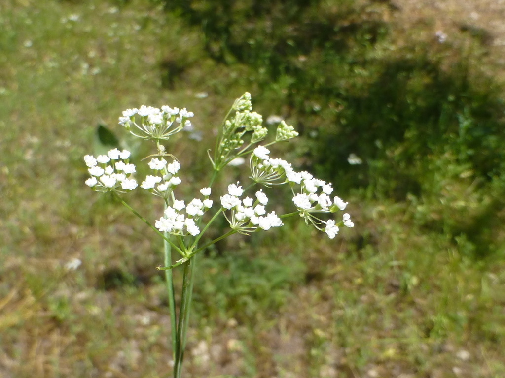 Perideridia parishii — parent species of Perideridia parishii subsp. parishii