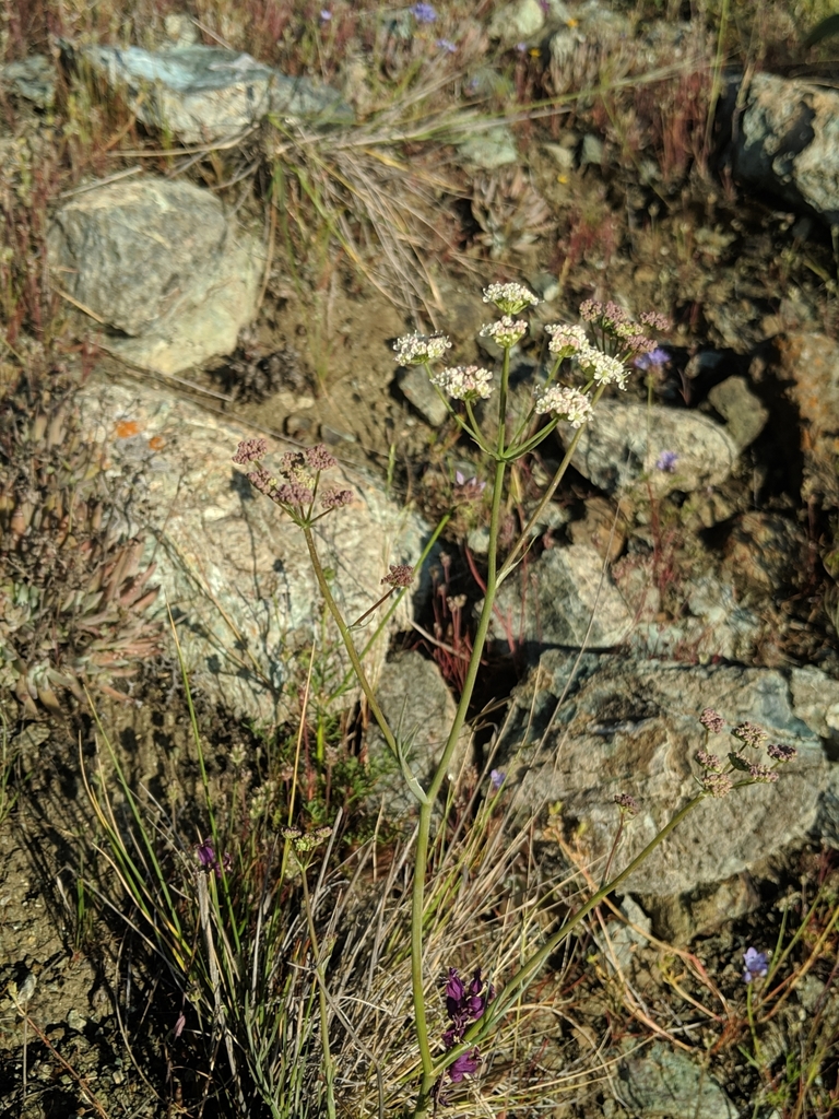 Perideridia pringlei (Adobe yampah), native California herb