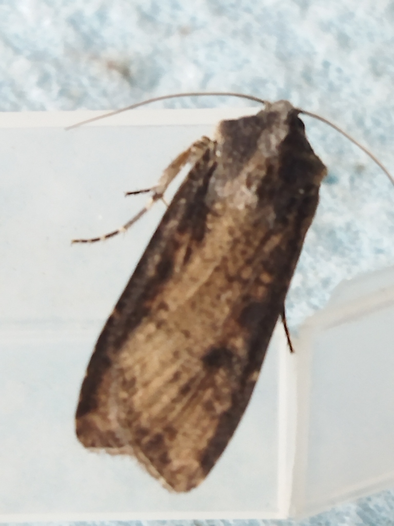 Peridroma saucia (Variegated Cutworm Moth), California species