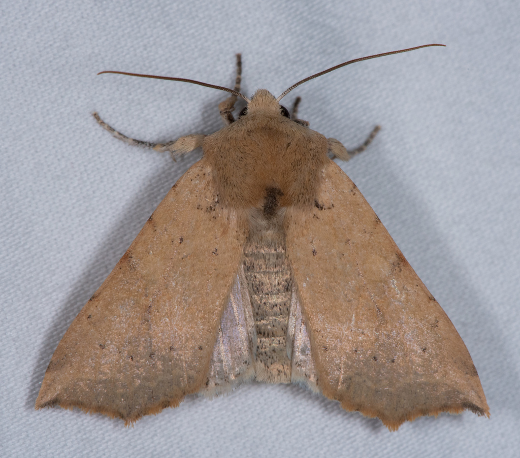 Perigonica angulata, California species