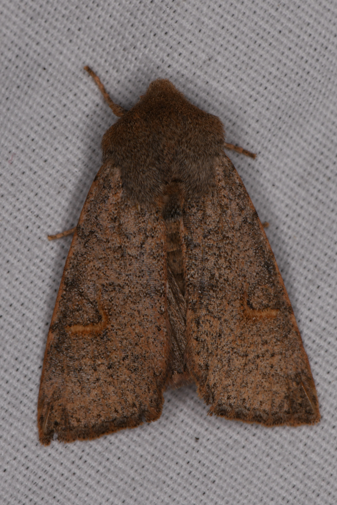 Perigonica pectinata, California species