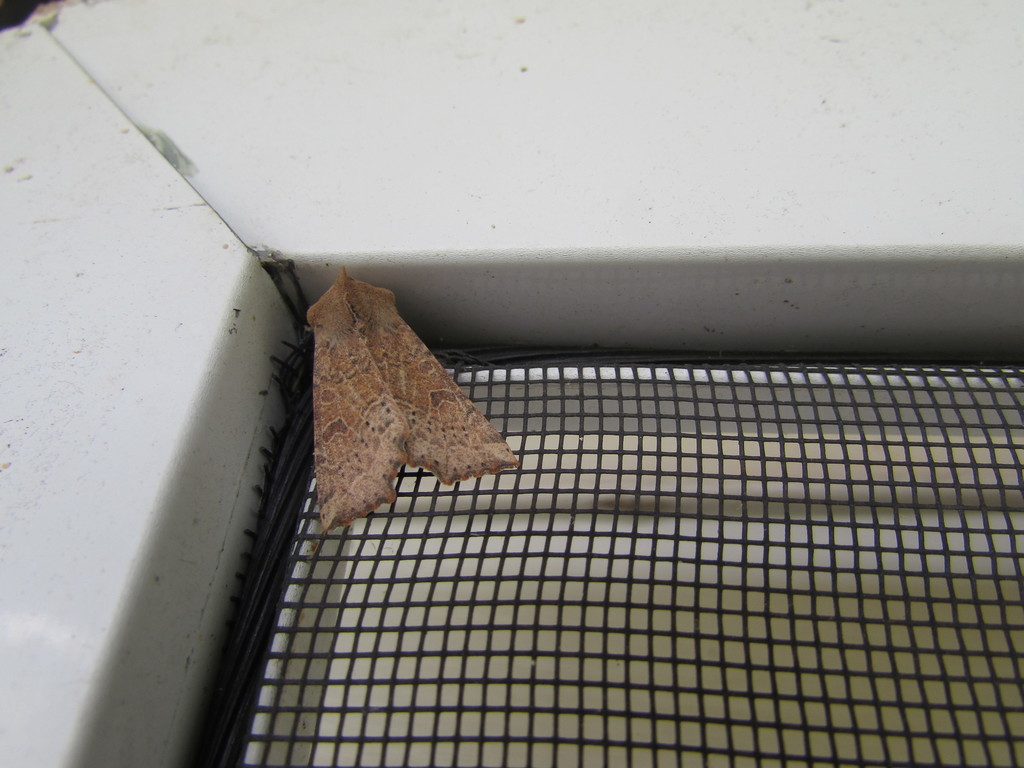 Perigonica tertia, California species