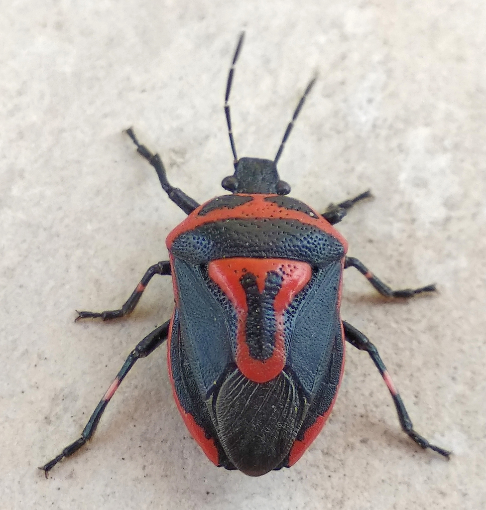 Perillus bioculatus (Two-spotted Stink Bug), California species