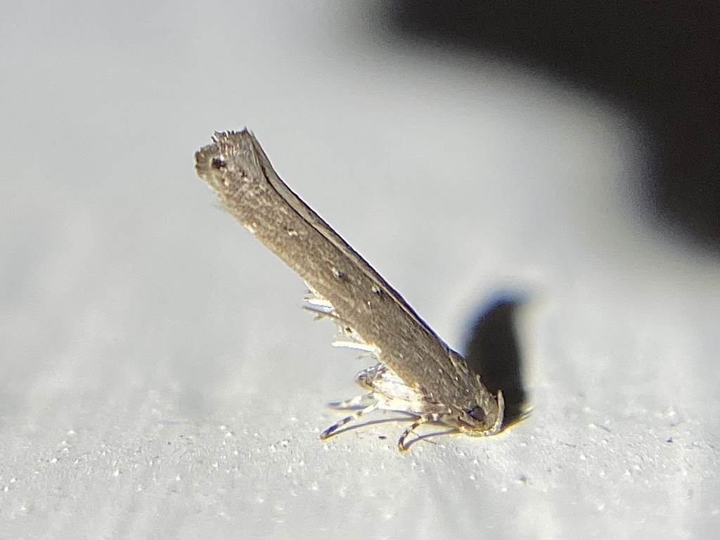Perimede circitor, California species
