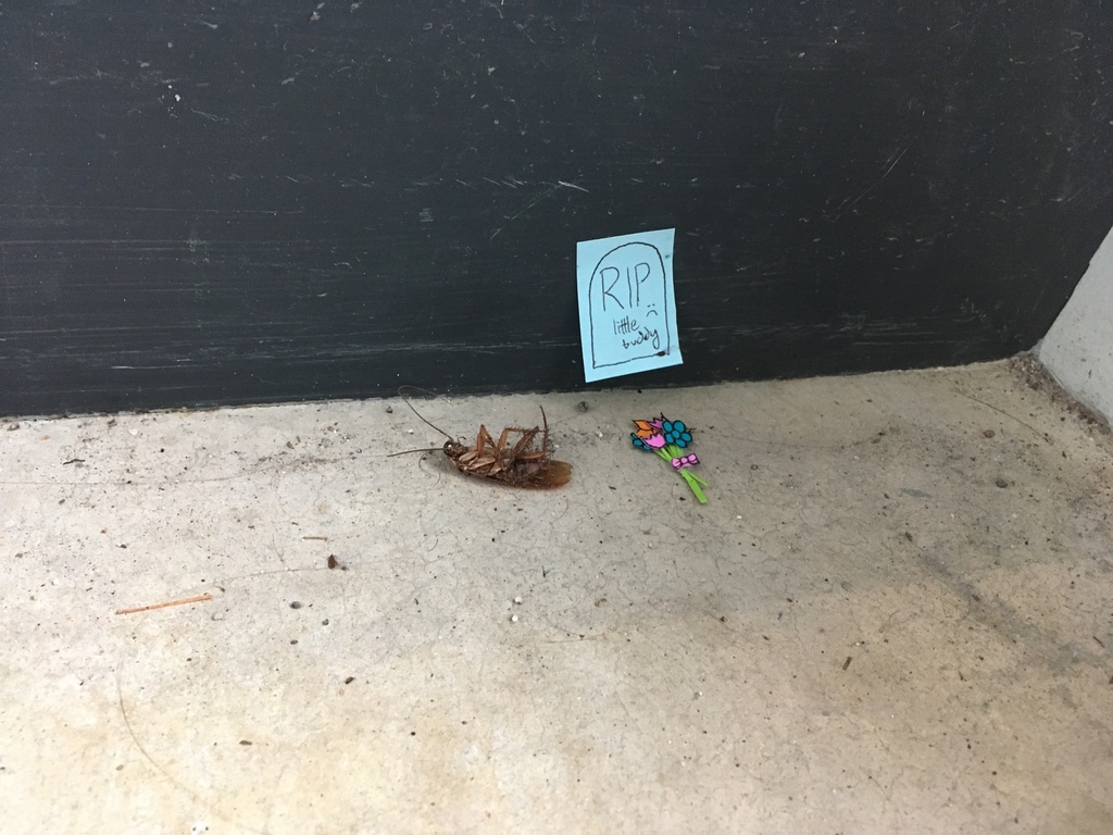 Periplaneta americana (American Cockroach), California species