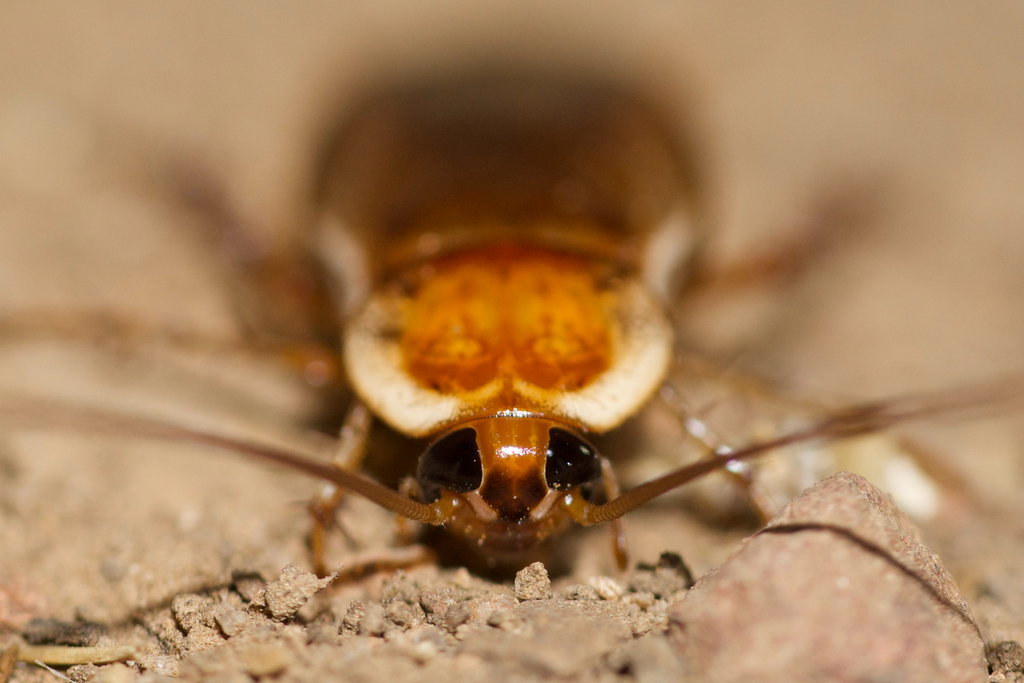 Periplaneta lateralis (Turkestan Cockroach), California species