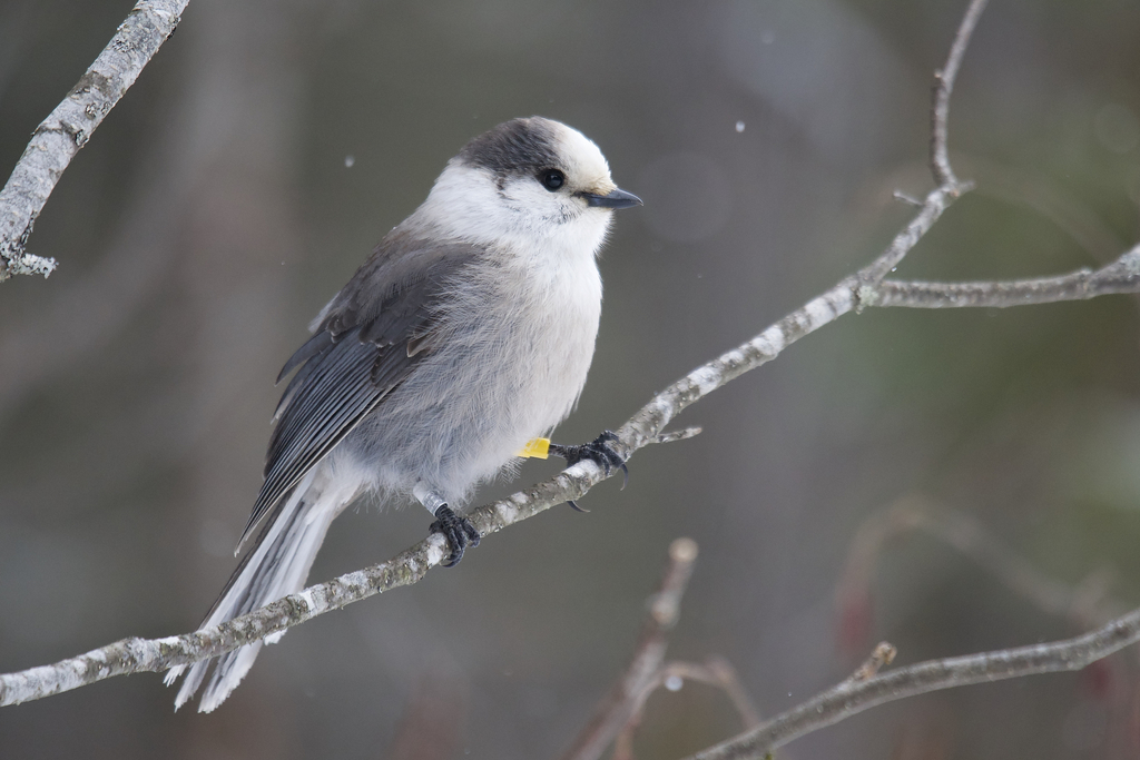Perisoreus canadensis (Gray Jay), California species