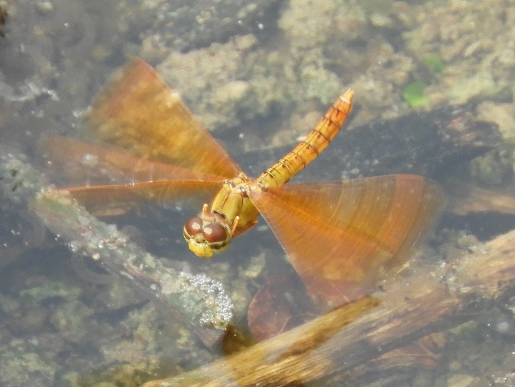 Perithemis intensa (Mexican Amberwing), California species