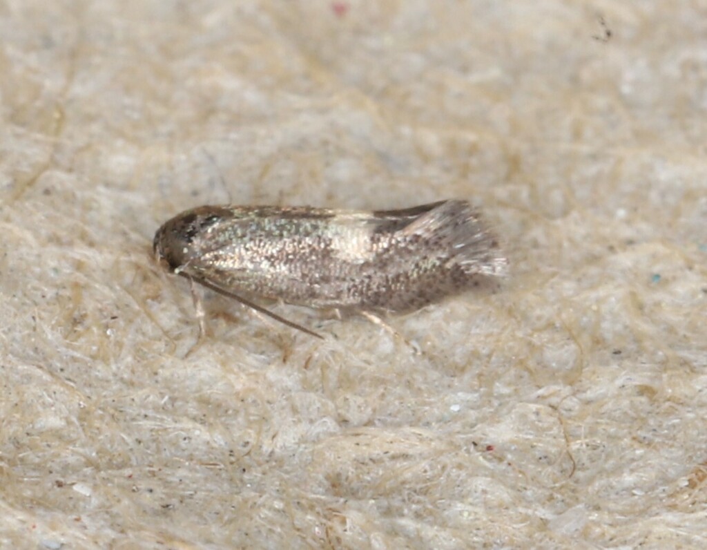 Perittia passula, California species