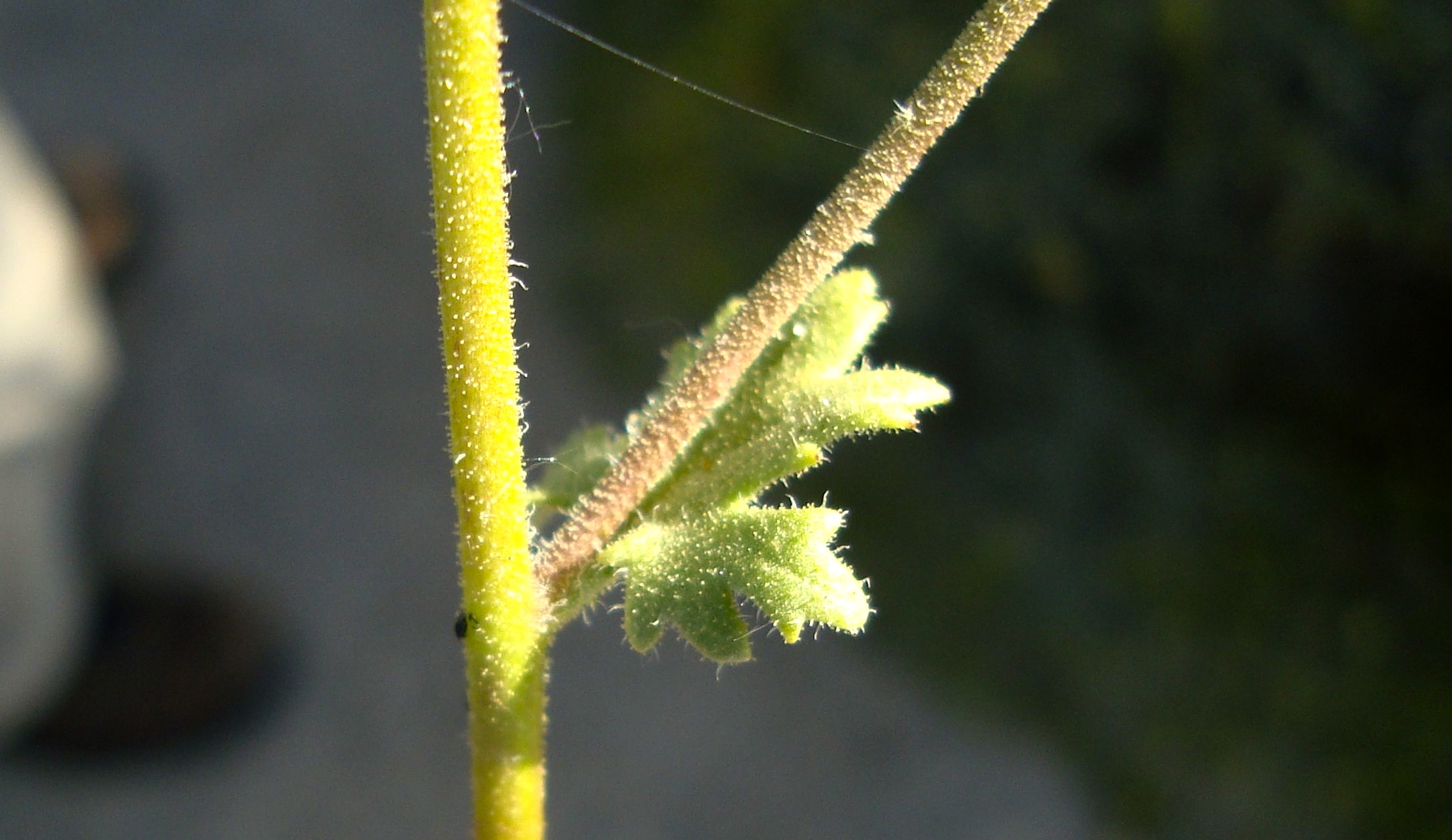 Perityle emoryi (Emory's rock daisy), native California herb