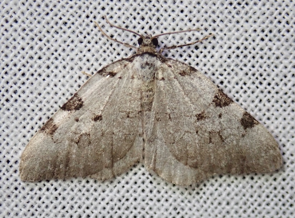 Perizoma costiguttata, California species