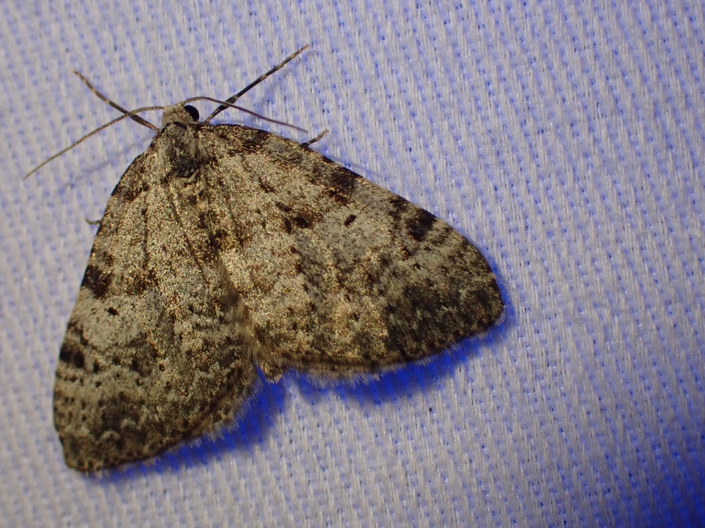 Perizoma curvilinea (Curved-line Perizoma), California species