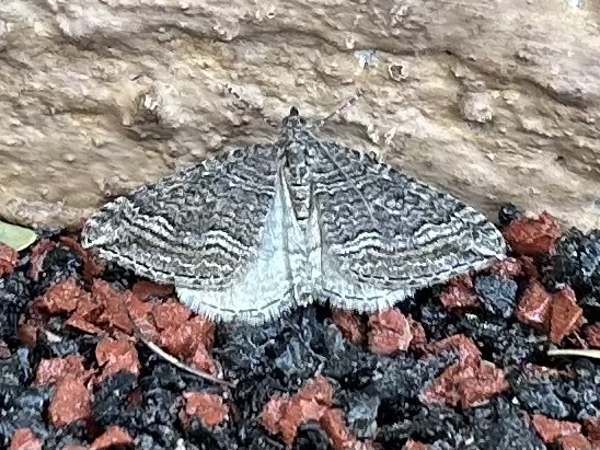 Perizoma custodiata, California species