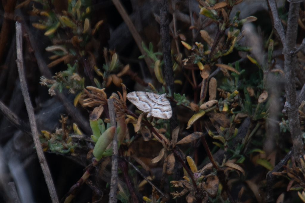 Perizoma epictata, California species