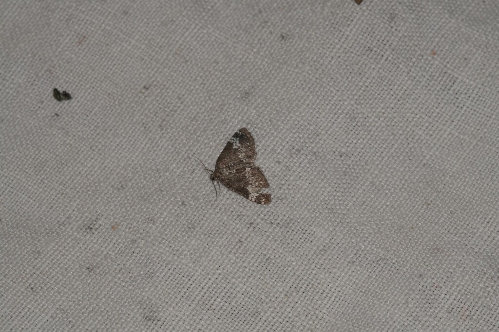 Perizoma grandis, California species