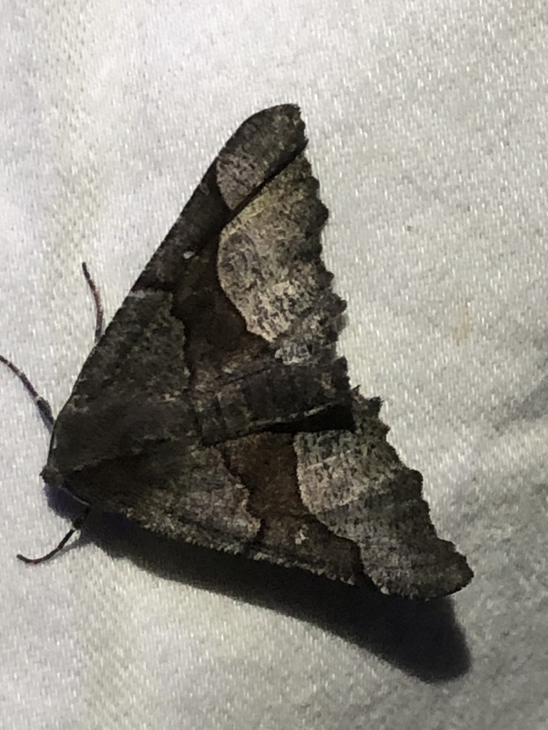 Pero behrensaria (Behr's Pero Moth), California species
