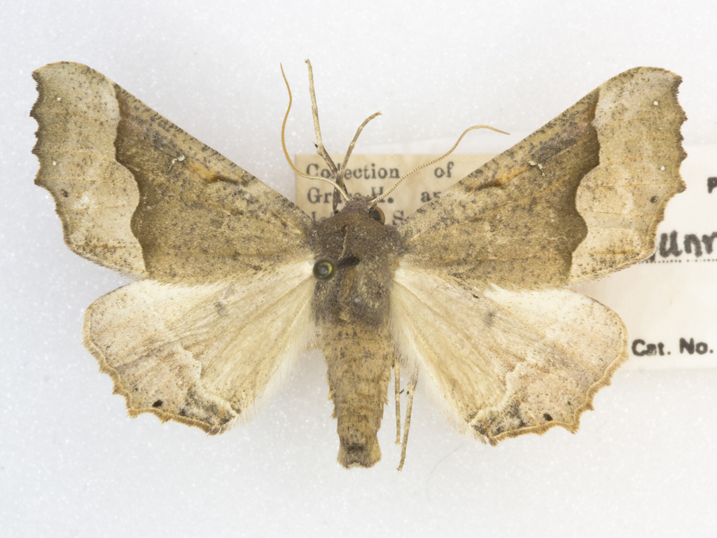 Pero macdunnoughi, California species