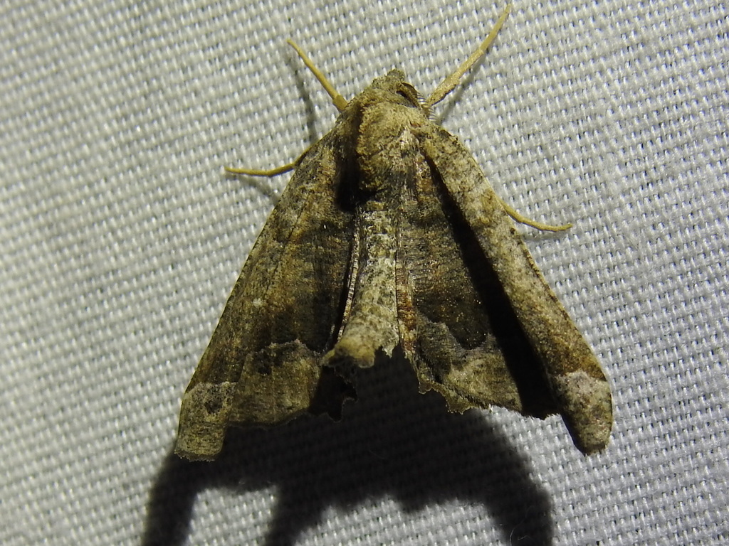 Pero meskaria (Meske's Pero), California species