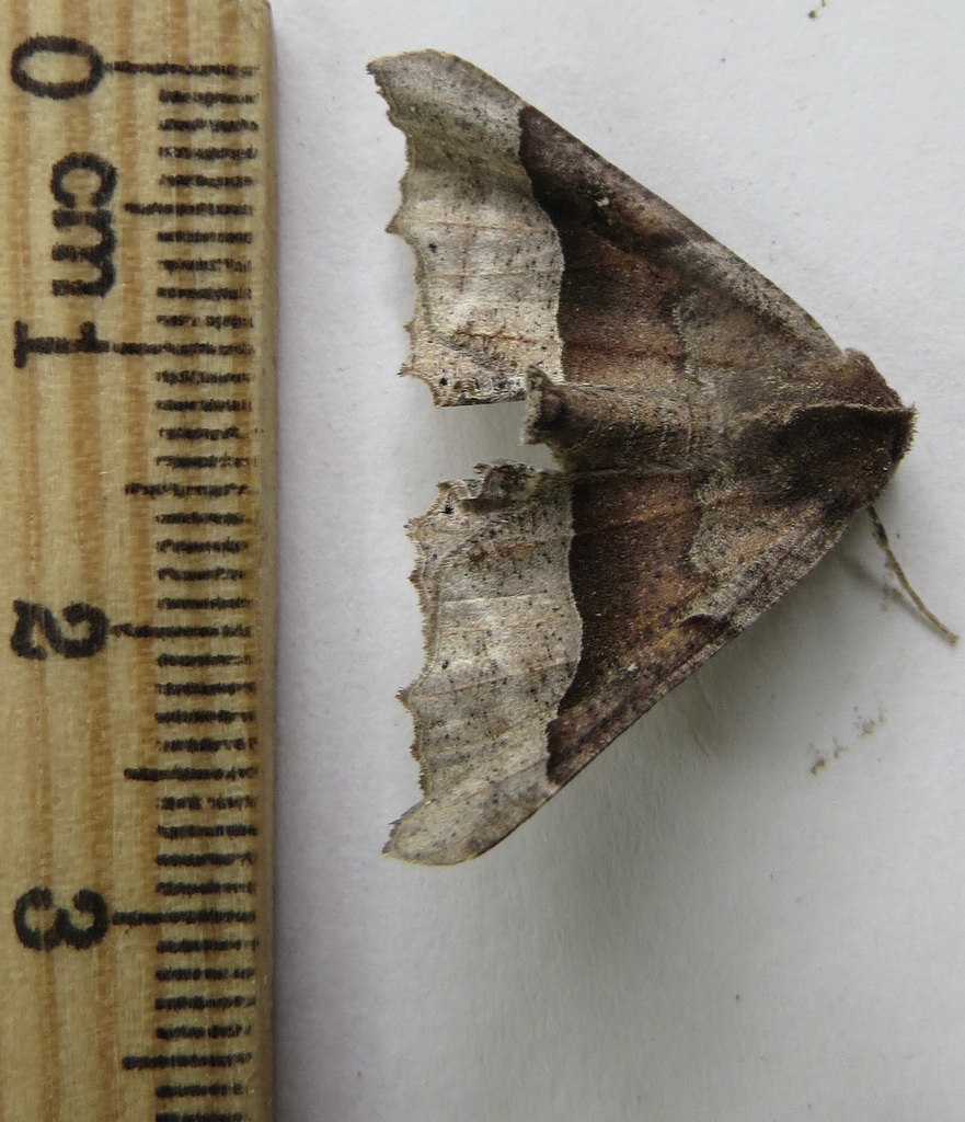Pero mizon, California species