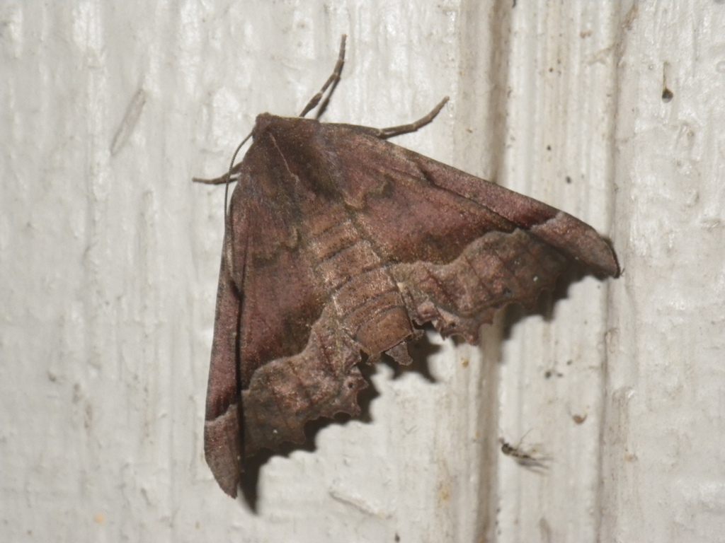 Pero occidentalis, California species