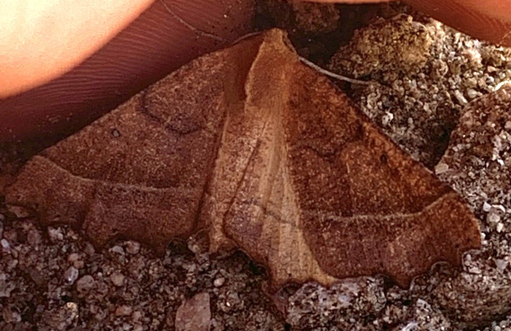 Pero radiosaria, California species