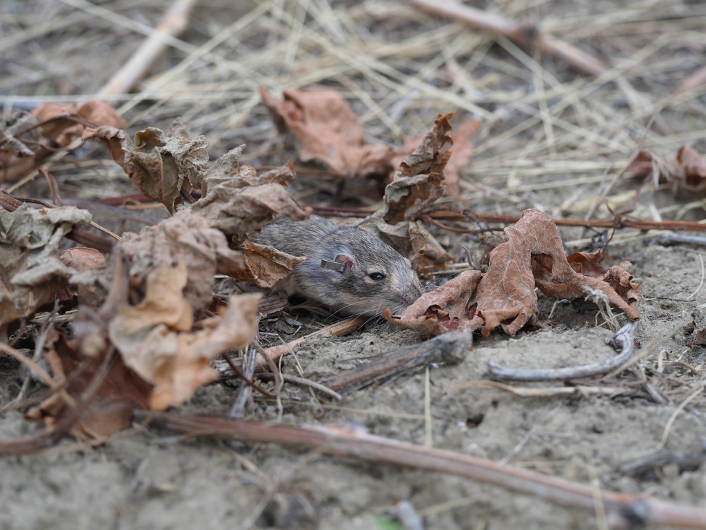 Perognathus inornatus  ssp. psammophilus (Salinas pocket mouse), California species
