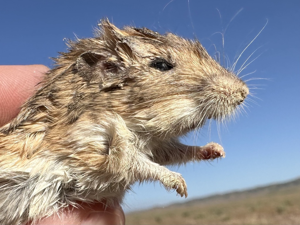 Perognathus inornatus (San Joaquin Pocket Mouse), California species