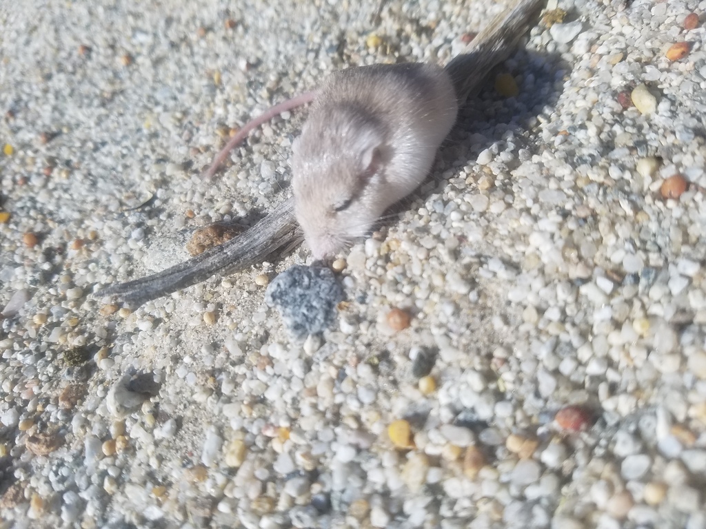 Perognathus longimembris (Little Pocket Mouse), California species