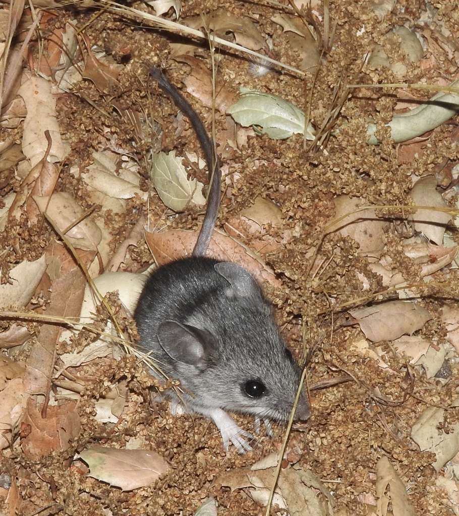 Peromyscus boylii (Brush Mouse), California species