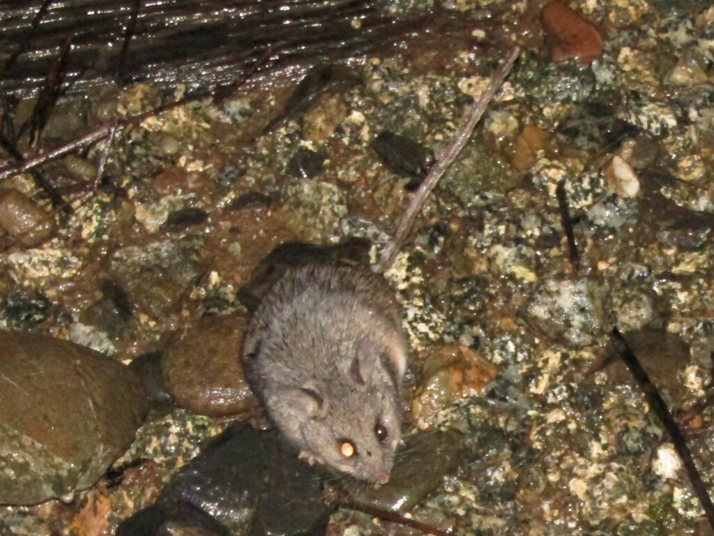 Peromyscus californicus (California Mouse), California species