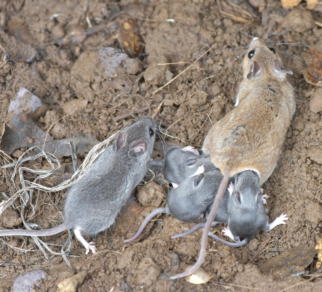 Peromyscus maniculatus anacapae (Anacapa Island Deer Mouse), California species