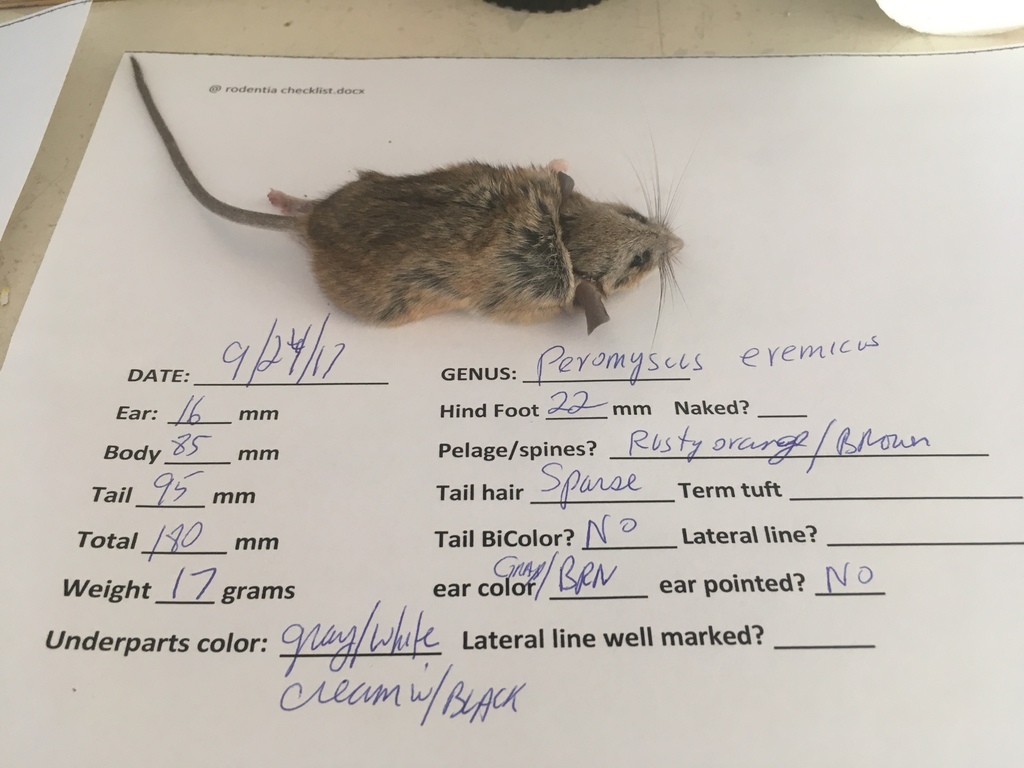 Peromyscus eremicus (Cactus Mouse), California species