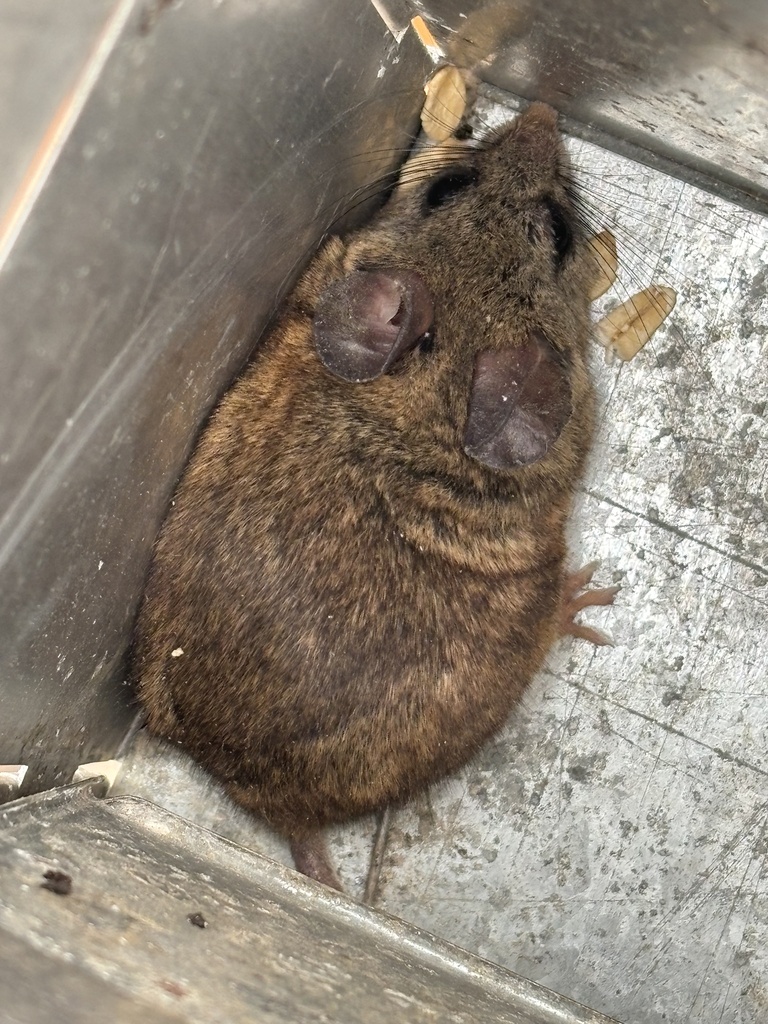 Peromyscus fraterculus (Baja Mouse), California species