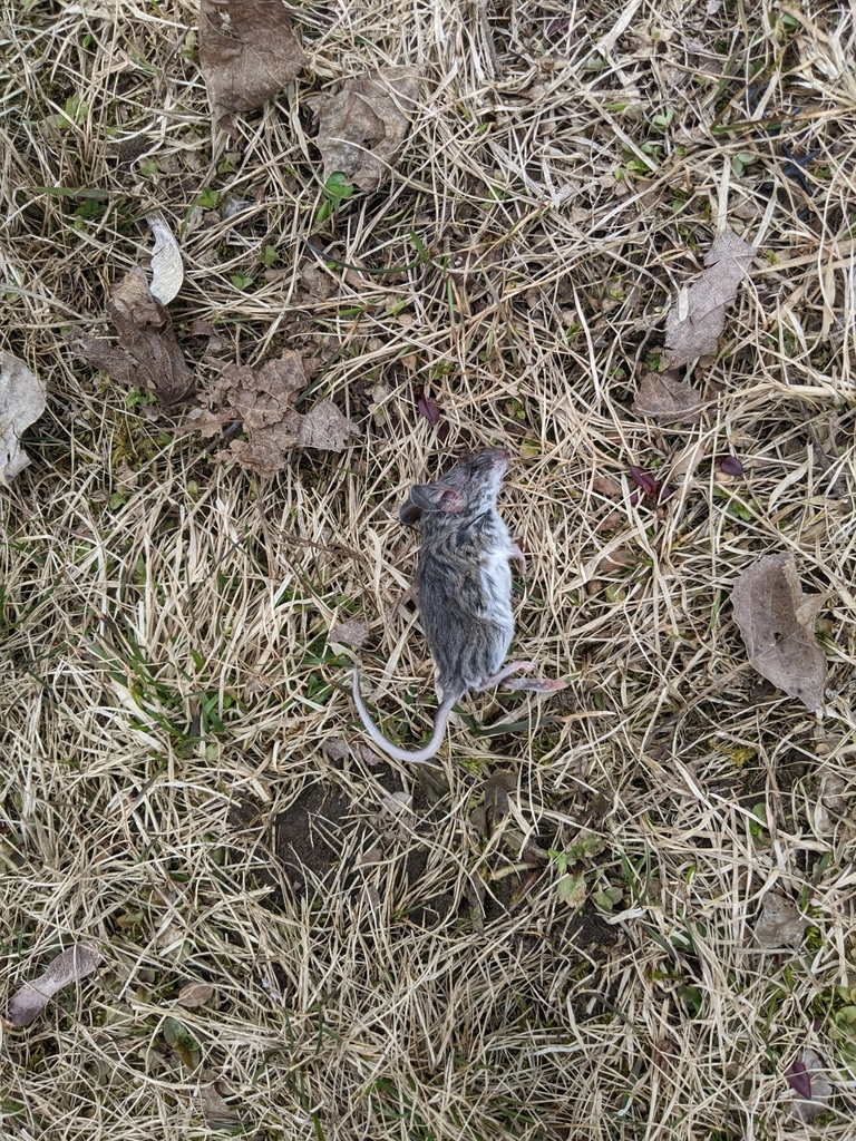 Peromyscus maniculatus (Deer Mouse), California species