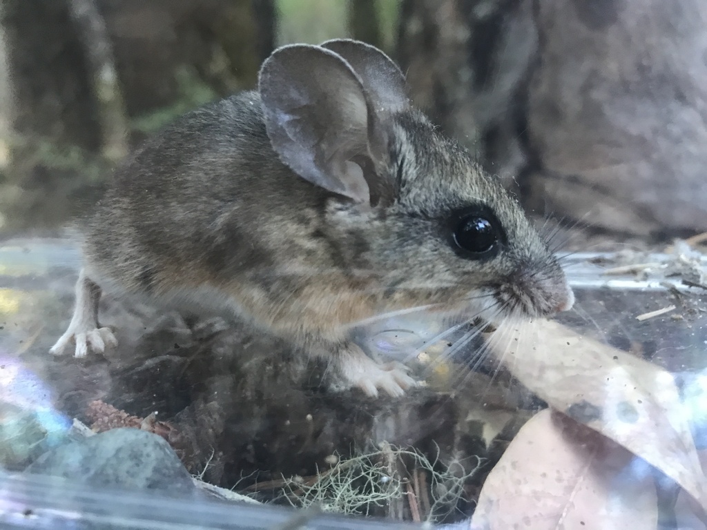 Peromyscus truei (Pinyon Mouse), California species