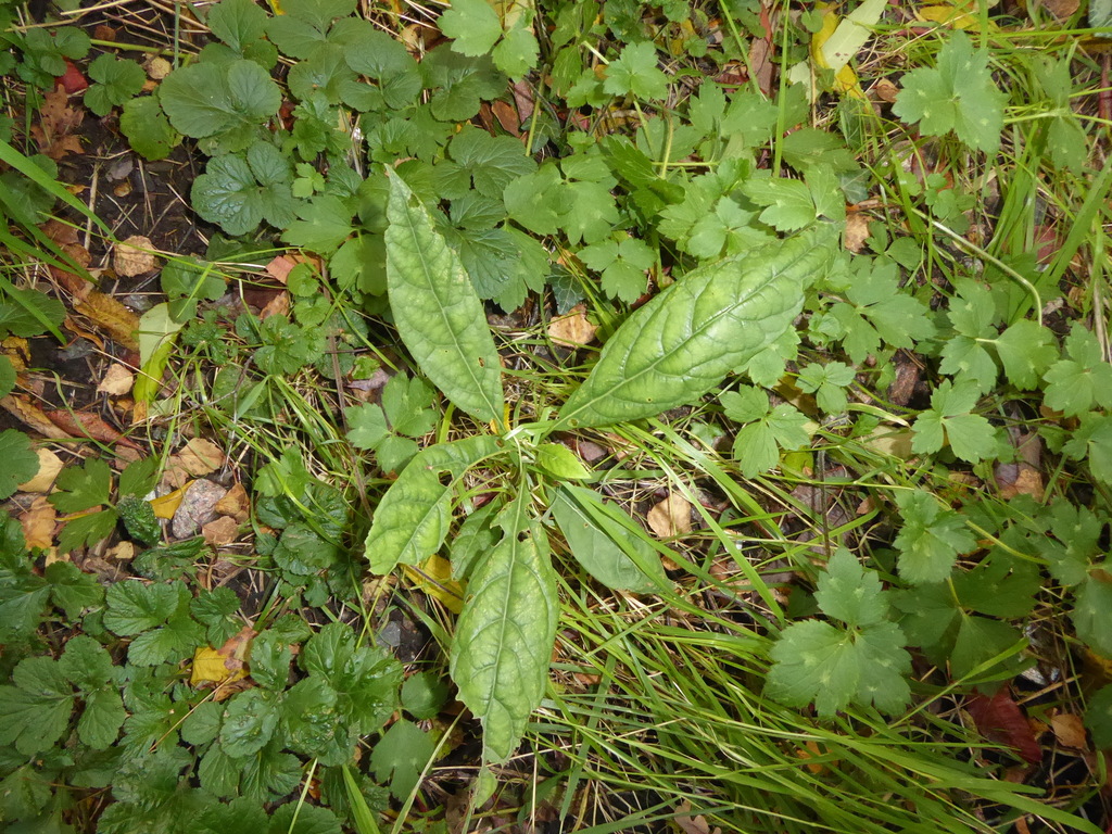 Persea americana (Avocado), non-native California tree