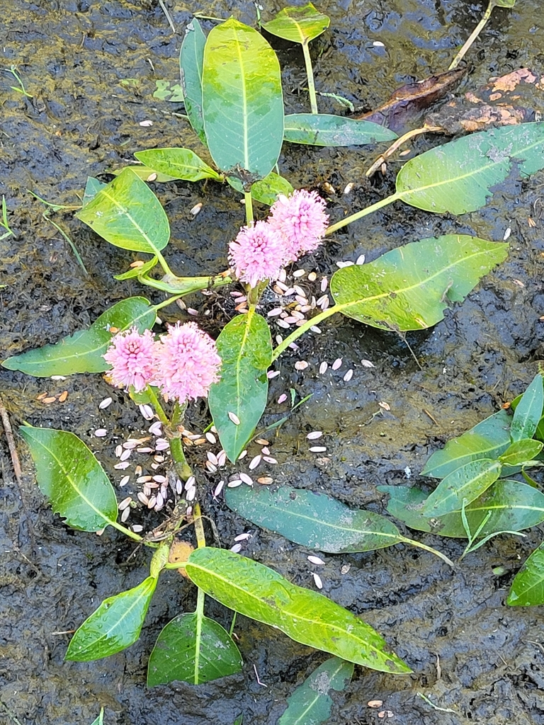 Persicaria amphibia (Water smartweed), native California perennial