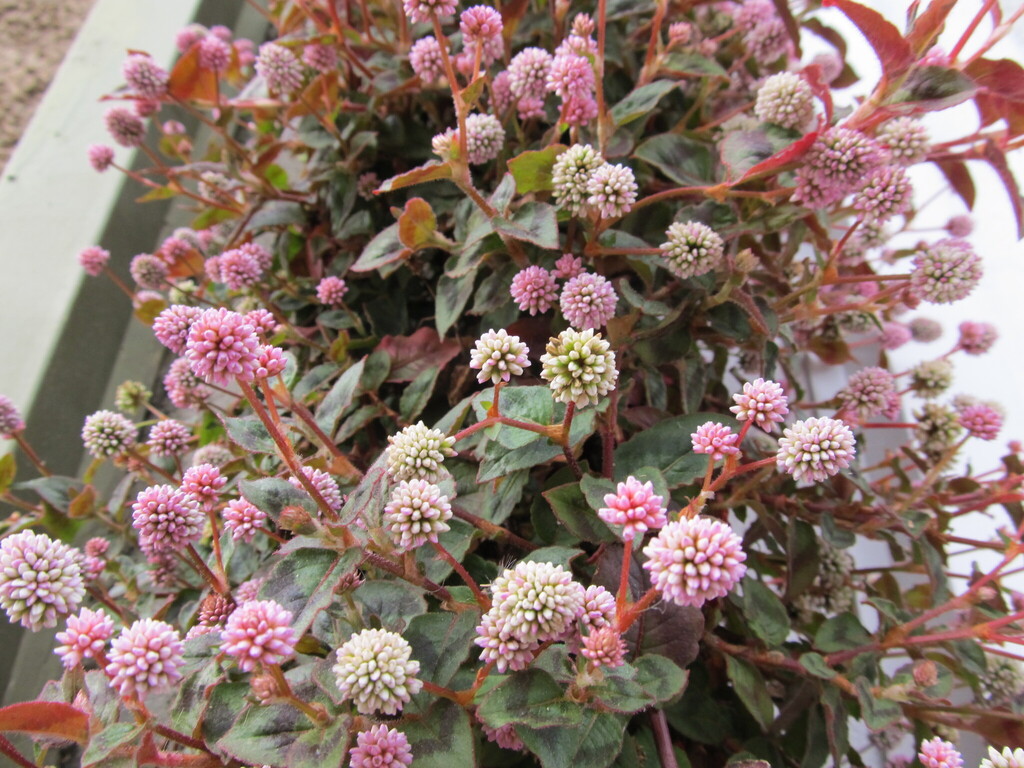 Persicaria capitata (Himalayan smartweed), non-native California subshrub