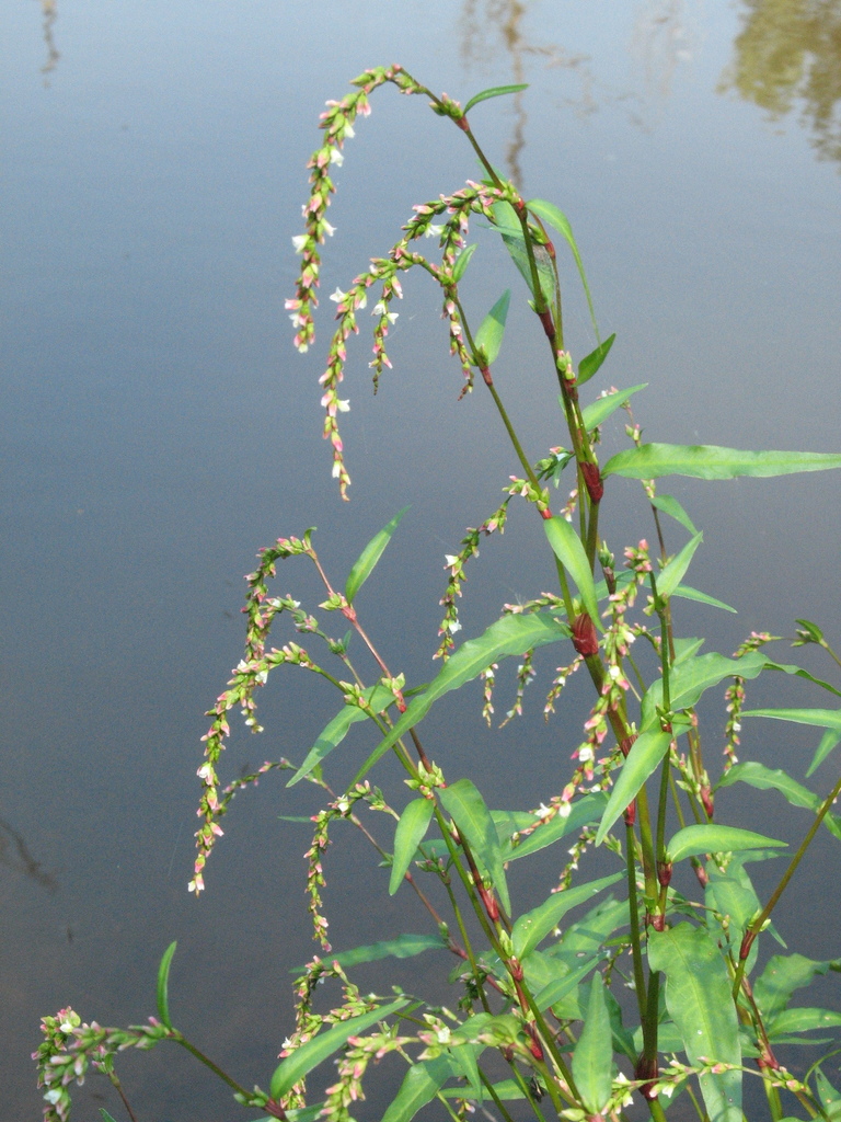 Persicaria hydropiper (Waterpepper), non-native California herb