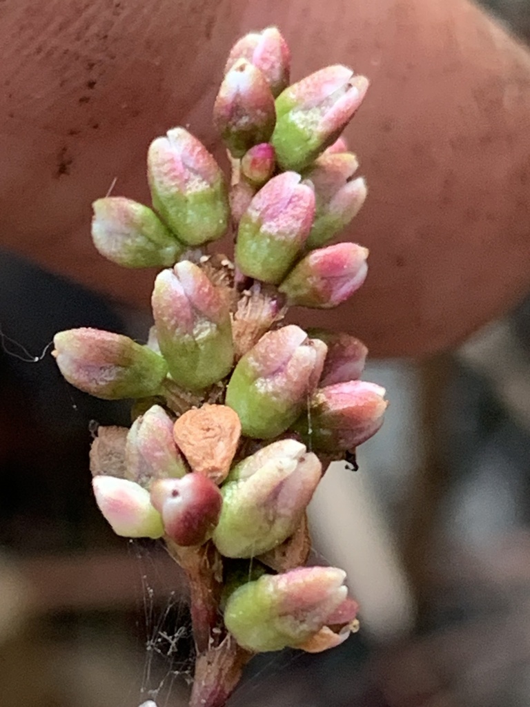 Persicaria hydropiperoides (False waterpepper), native California herb